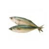 Mackerel Big